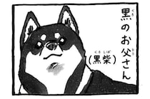 その白柴、両親を見てびっくり|連載「シーズー犬のてんぽ」第302回