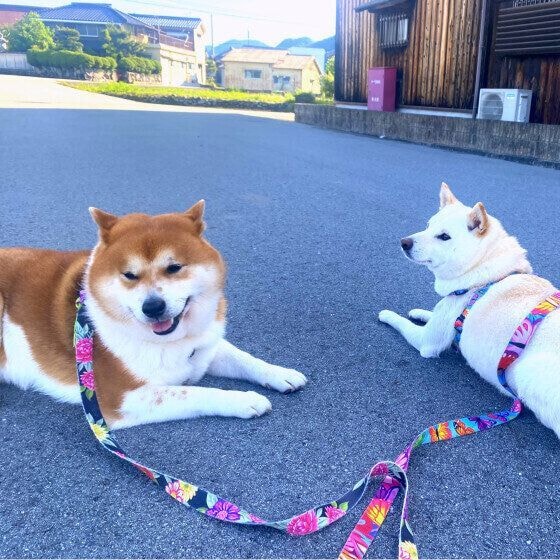 朝日を浴びながらお散歩タイム♪