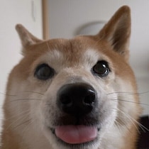 犬が早朝に起こしにくるのはなぜ？ 犬の本来の習性と生活リズムとは
