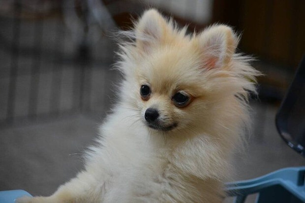 子犬時代のはるちゃん