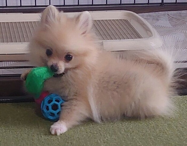 生後3カ月のころのはるちゃん