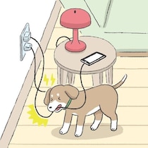 犬の転落、誤食、感電　家庭内で事故が起こりやすい場所と事故を防ぐための対策