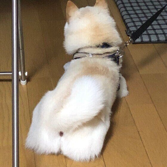 柴 おしりw