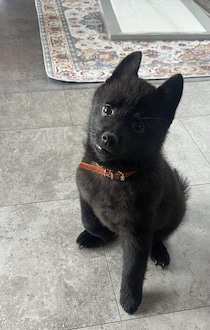 「不安そうな様子だった」生後3カ月の子犬→約1年後、キラキラの笑顔と、ころころ変わる表情が魅力的なコに！「心を開いてくれたんだな」と感じる変化