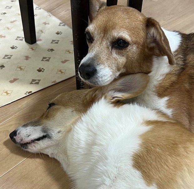 くっつくちくわちゃん、ウニちゃん