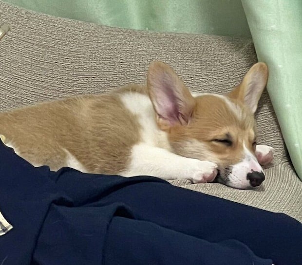 お迎え初日のちくわちゃん