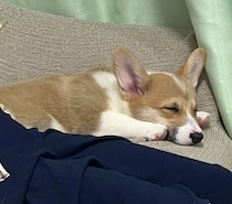 お迎え初日からパワフルすぎたコーギーの子犬→1才の今、先住犬に寄り添う優しい一面も！