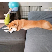 犬が体を“ぐーん”と伸ばして眠る理由は？　注意点なども獣医師に聞いた
