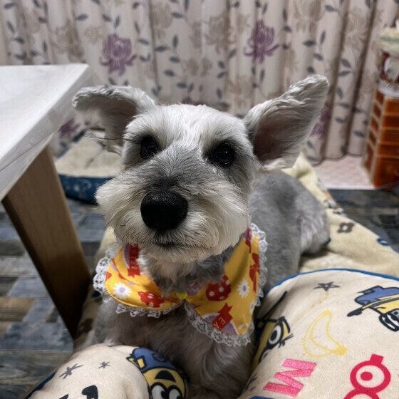 ミニチュア・シュナウザー まったり