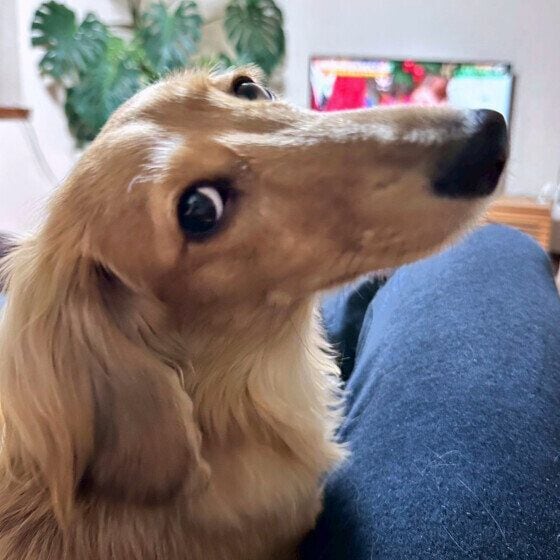 ミニチュア・ダックスフンド すみっこがすき