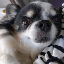 犬の「大好きサイン」とは？　愛犬が見せる愛情表現を解説