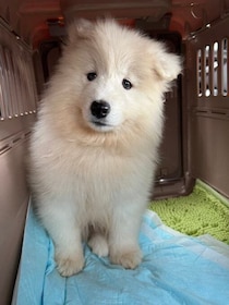 あどけない表情が愛らしい生後2カ月サモエド子犬は約7カ月後→スマイルを振りまく元気なコに大きく成長！「家族全員の笑顔の源」に