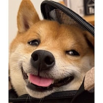 カフェ帰り、リュックに入った柴犬が「ふう～」　安心しきった“幸せ顔”にほっこり