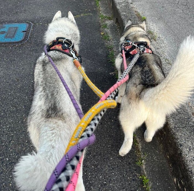 仲良く散歩する2頭