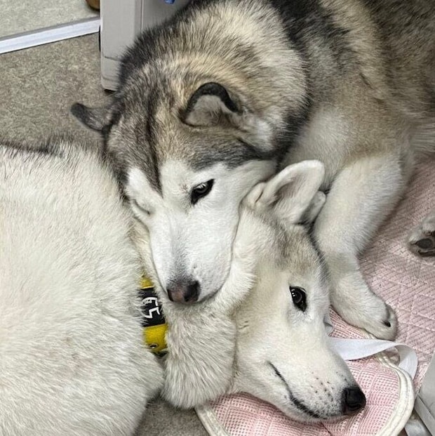くっつく2頭