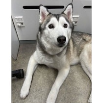 新しい家族を待っていた保護犬→家族になって2年、先住犬の行動を真似する“末っ子”に成長！