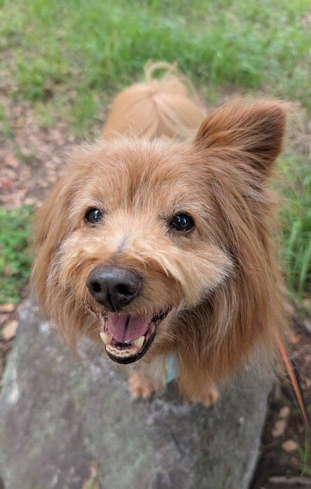 笑顔のシニア犬