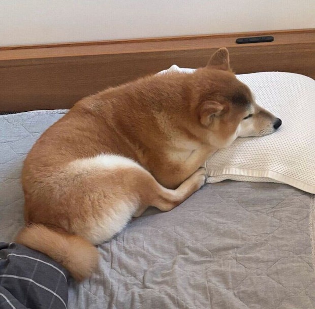 枕を使って眠る会長さん