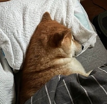 自分の枕があるのに、飼い主の枕を“占領”する柴犬　考えられる心理を獣医師が解説