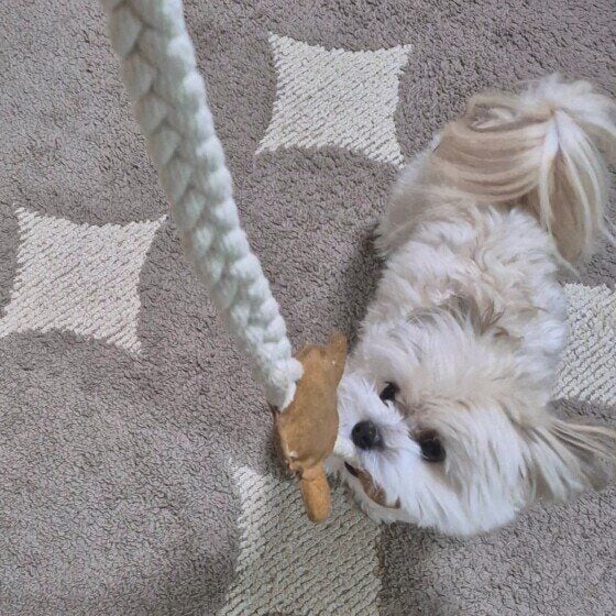 Ｍｉｘ（雑種）小型犬　お気に入りのおもちゃ