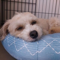 犬が「安心できる関わり方」の見極めポイント　愛犬との接し方について獣医師が解説