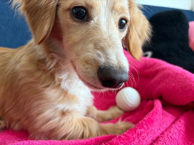 生後6カ月の犬