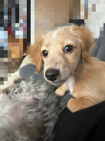 「家族全員が運命を感じた」生後4カ月のダックス子犬→ぐんと成長！「一つひとつの瞬間を大切にしていきたい」と語る飼い主の思い