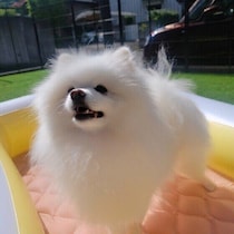 犬の水中毒（低ナトリウム血症）ってなに？ 犬の水遊び中に注意すること