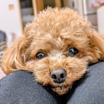 犬が好きな人にだけ見せる行動とは？　特定の人に甘える理由と見分け方を解説