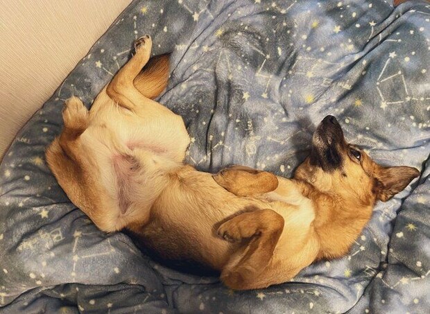 まったりするよちゃん