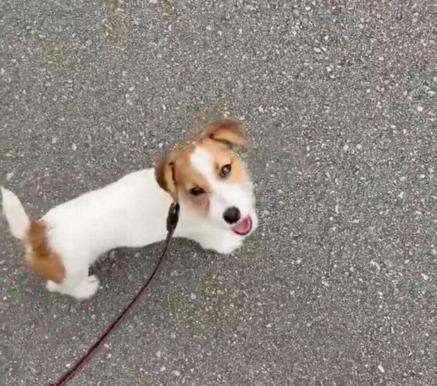 散歩を楽しむこたちゃん