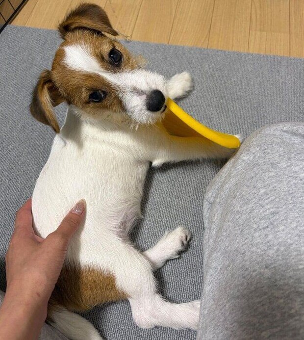 フリスビーで遊ぶこたちゃん