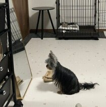 鏡の中に映る自分の姿に立ち向かう犬　行動の心理を獣医師に聞いてみた