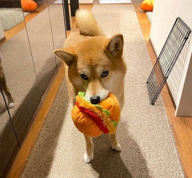 おもちゃのハンバーガーをくわえるソラくん