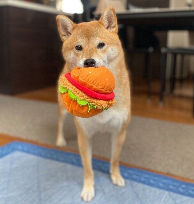 おもちゃのハンバーガーをくわえるソラくん