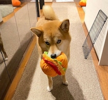 お気に入りのおもちゃをくわえて上目遣いをする柴犬　“何か言いたげな表情”がかわいすぎる！