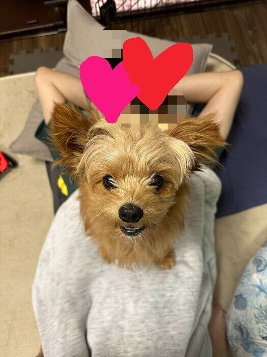 父のお腹の上に座る犬