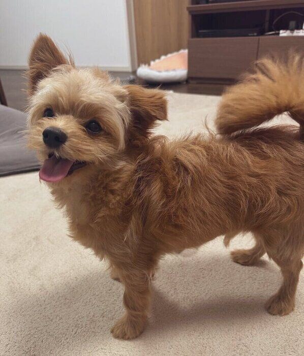 1才の犬