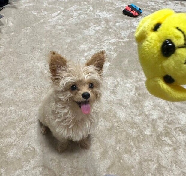 生後3カ月半の犬