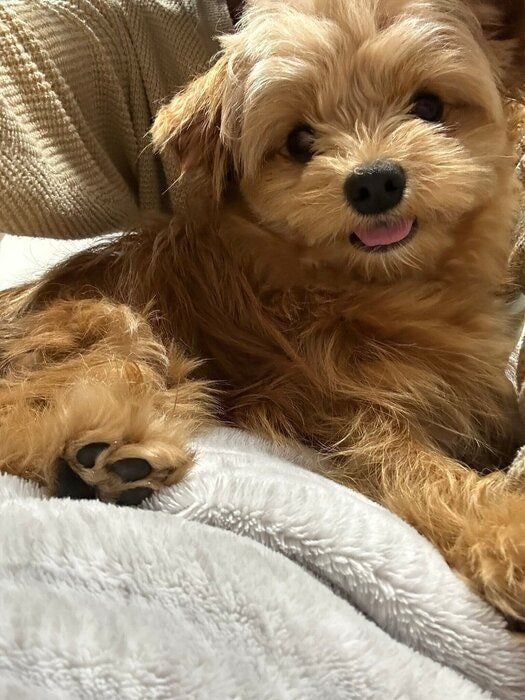 「モフモフ」な様子の犬