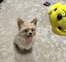 「両耳ピン！」がかわいらしい生後3カ月半子犬→1才になった今でも家族の「かわいい」を更新する魅力的なコに！