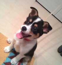 震災後に保護された野犬の子犬→14才の現在、家族の中心として穏やかなシニア期に