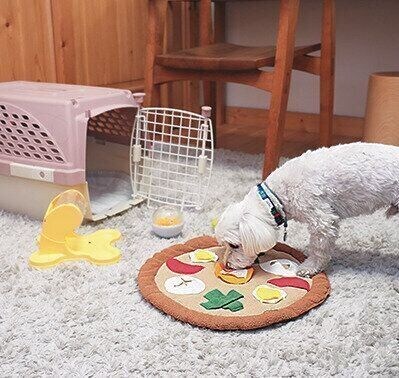 別室で遊ぶ犬の様子