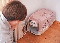 休日の過ごし方、実は愛犬のストレスに？　犬目線で見たい注意ポイントとは