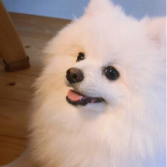 ポメラニアンのふくくん