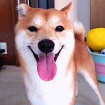 【調査】「ごはん」「さんぽ」愛犬がよく反応する言葉は？｜獣医師解説
