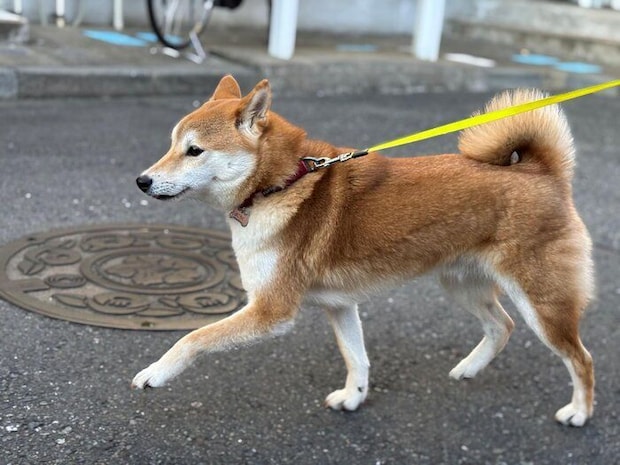 お散歩中の犬