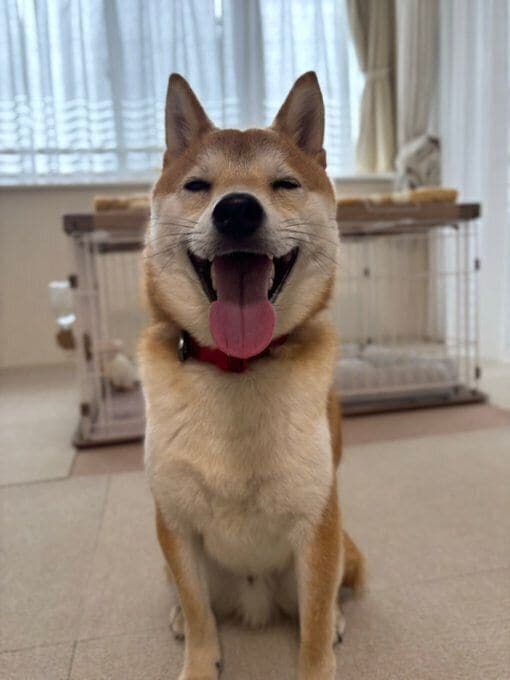 かわいらしい笑顔を見せる犬