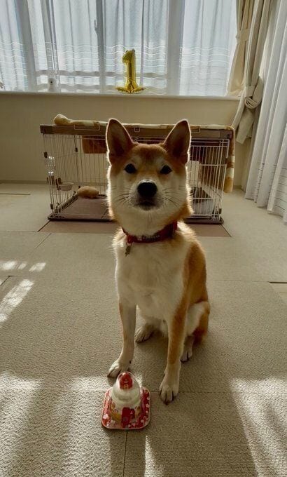 1才の犬