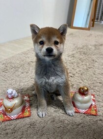 まるで“タヌキ”のような見た目だった生後3カ月の子犬→約1年後、おっとりマイペースなコに成長！ツンデレな可愛さもたまらない魅力に